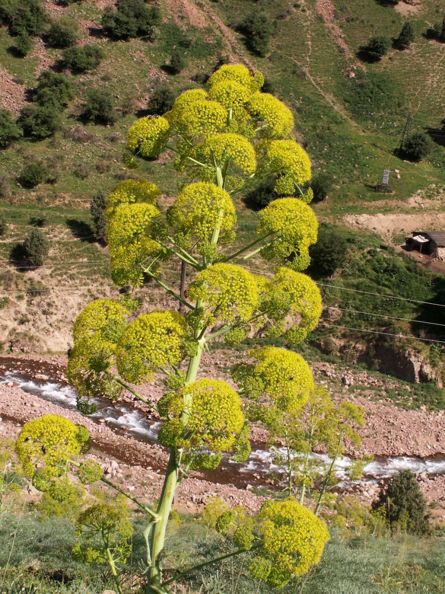 Ферула тонкорассечённая