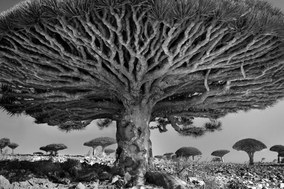 Dracaena cinnabari