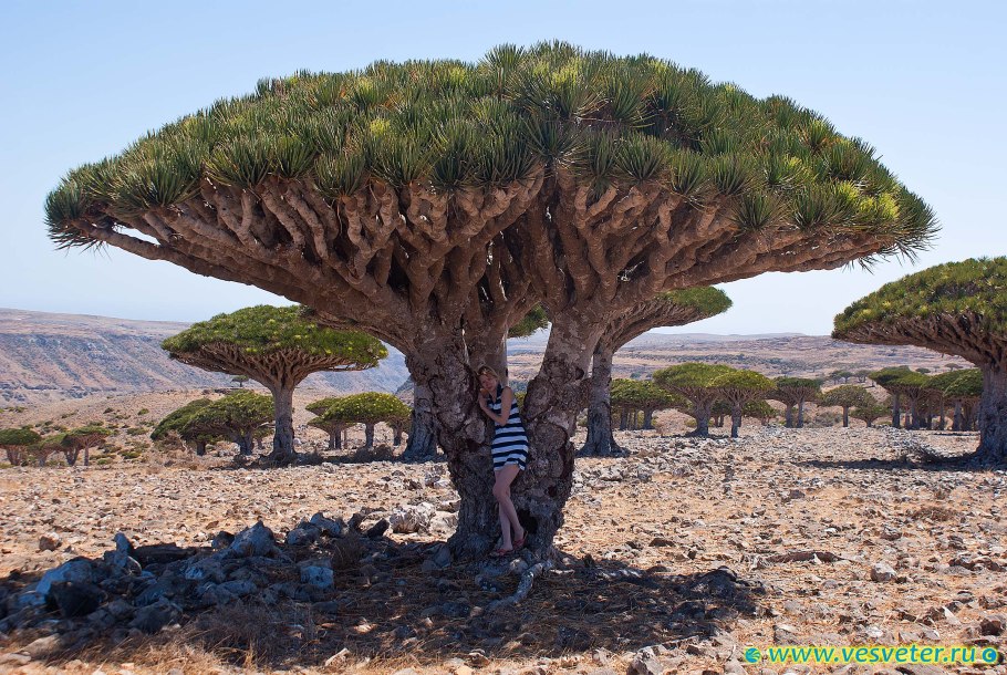 Dracaena cinnabari