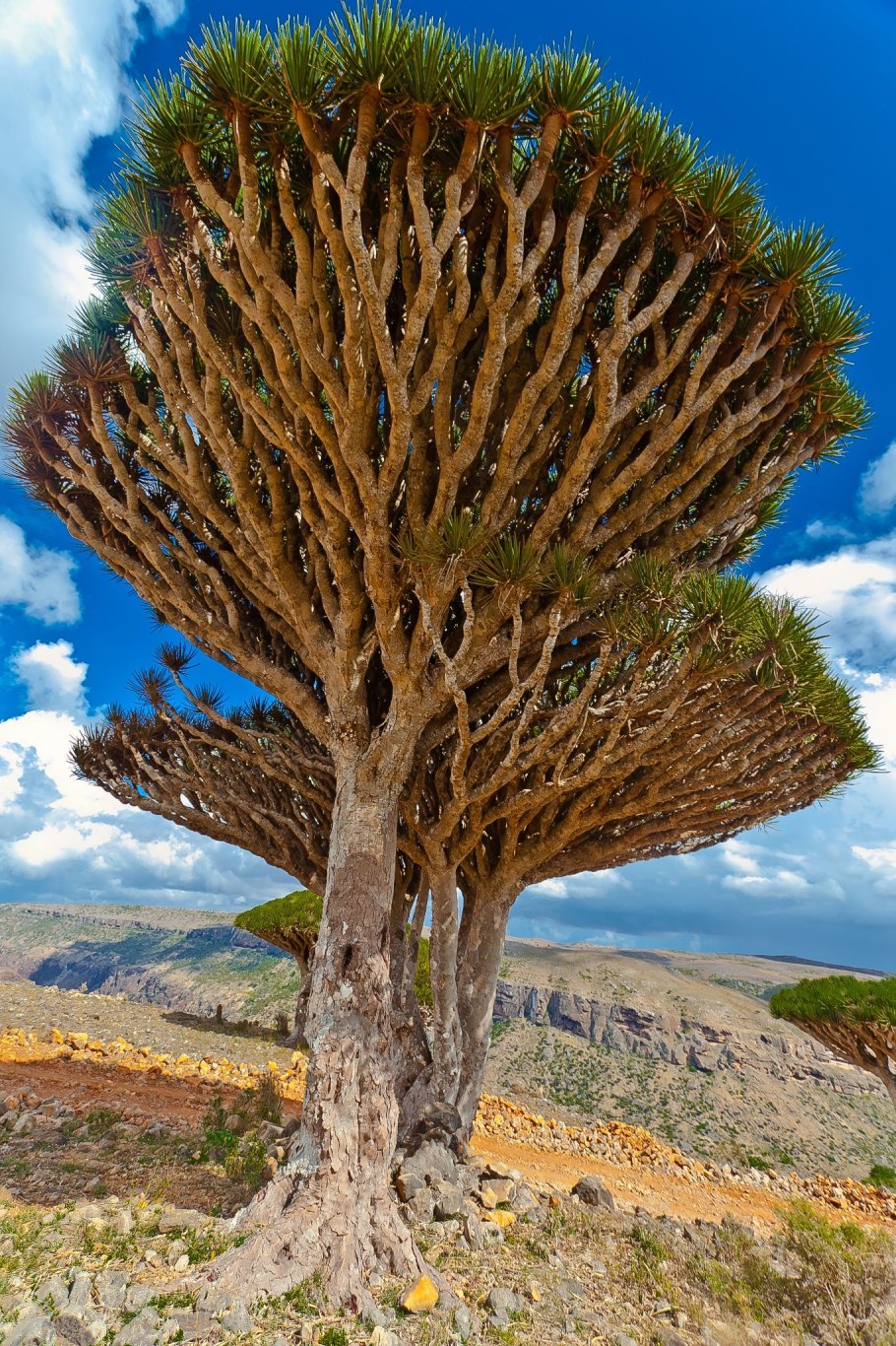 Socotra Dragon Tree