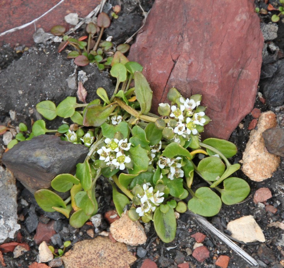 Cochlearia officinalis