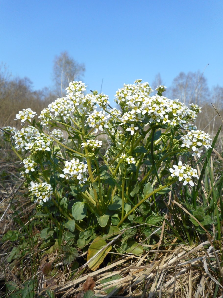 Cochlearia officinalis