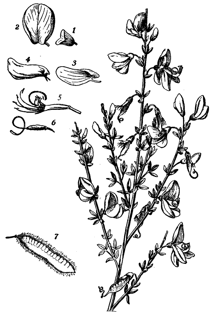 Cardamine flexuosa with.