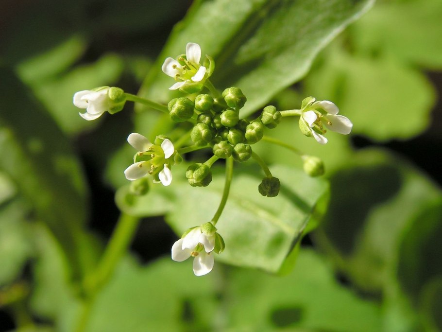 Cochlearia Anglica