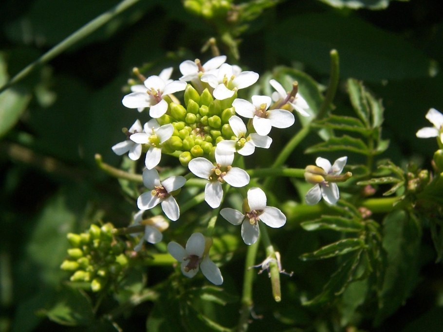 Ложечная трава