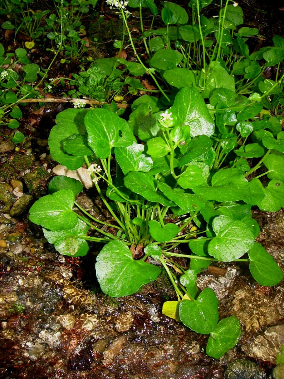 Ложечная трава лекарственная