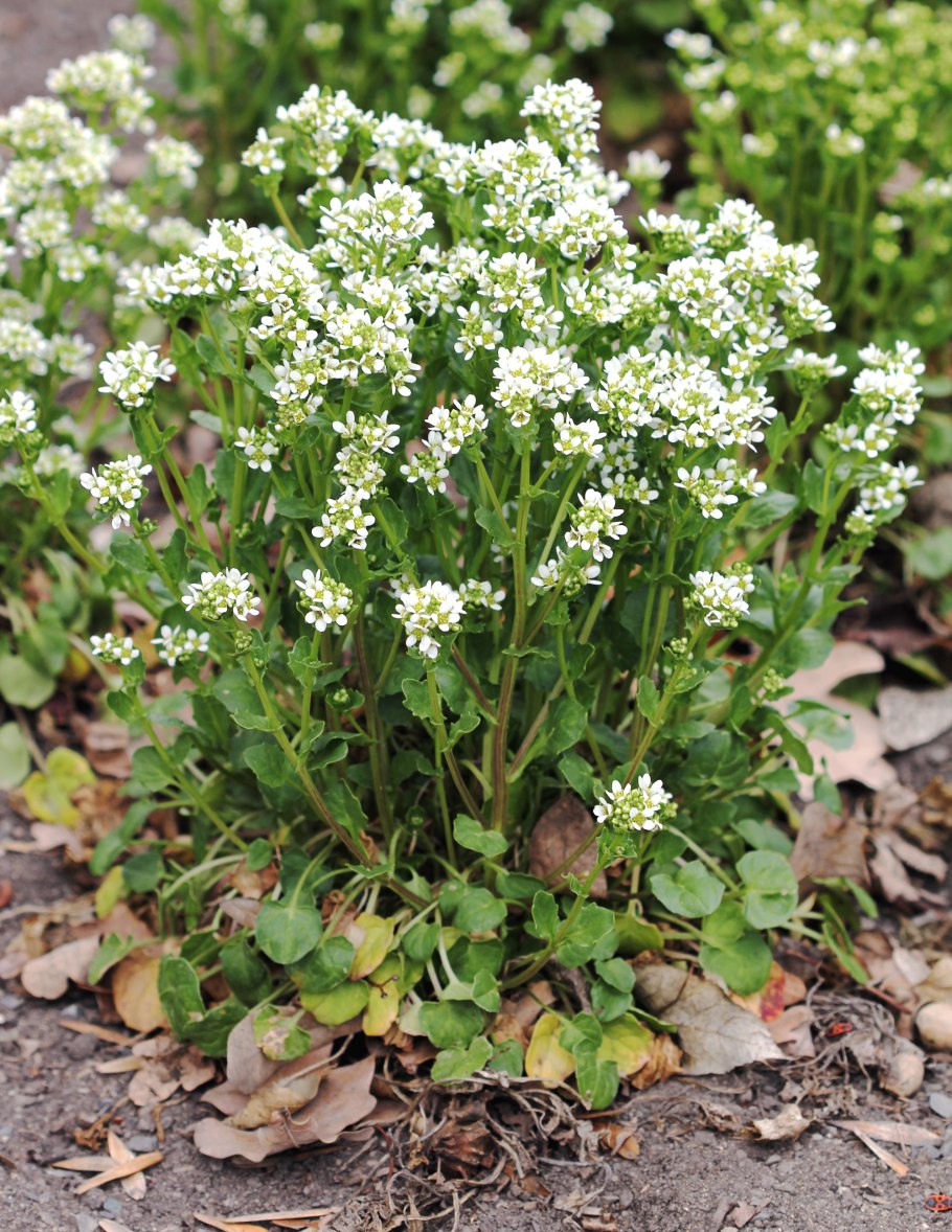 Cochlearia officinalis