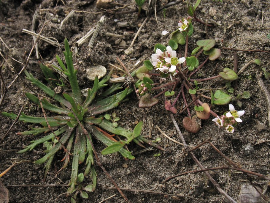 Thlaspi arvense ярутка Полевая