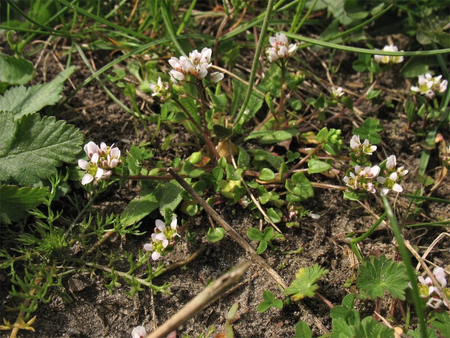 Cochlearia officinalis