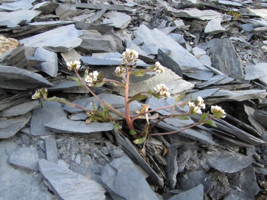 Ложечница Арктическая гербарий