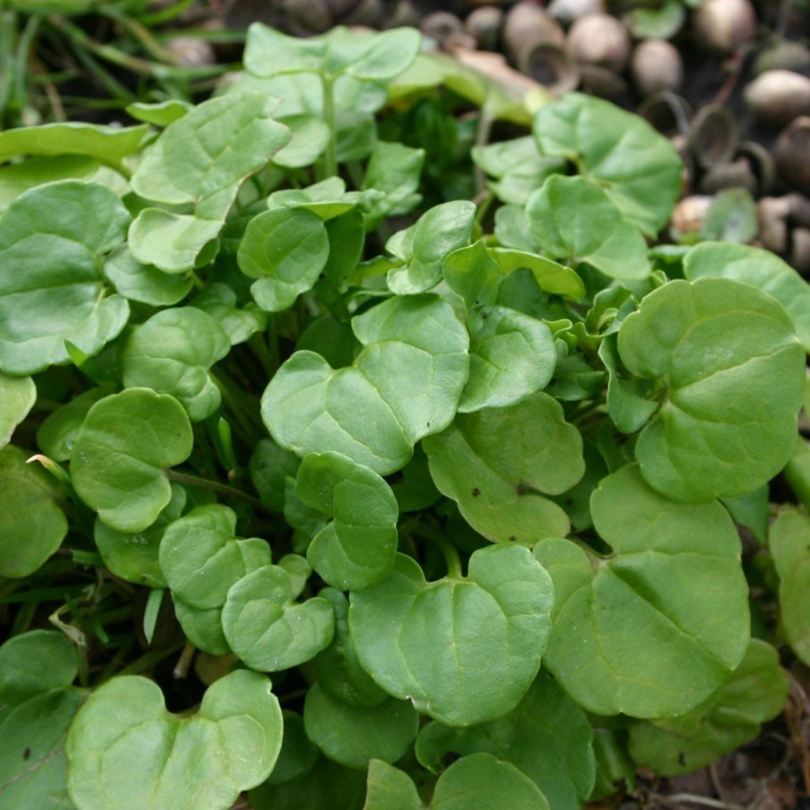 Salvia officinalis ветвление стебля