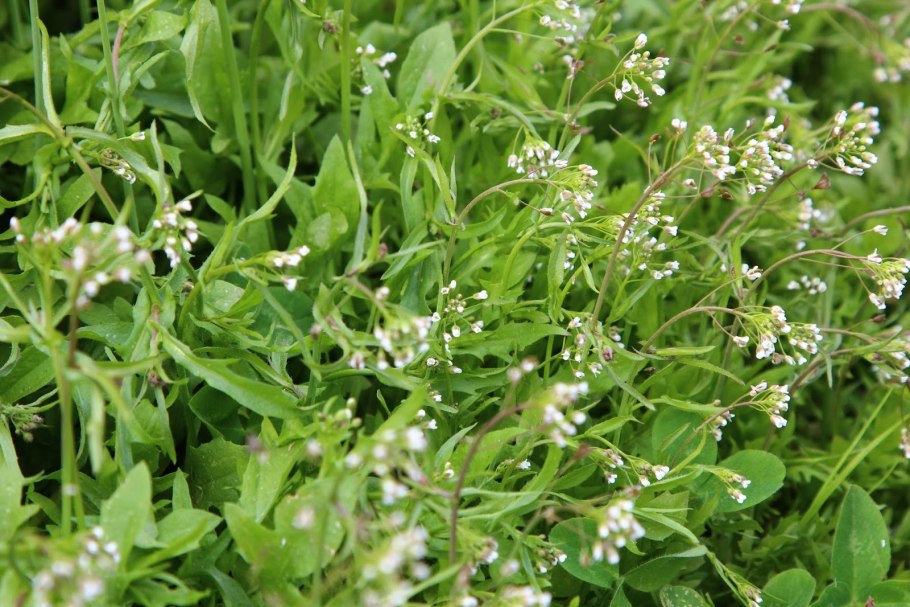 Пастушья сумка обыкновенная