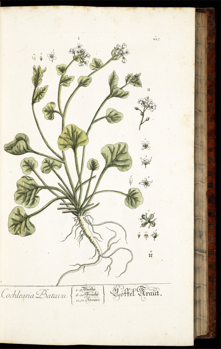 Ложечница Арктическая Ботаническая иллюстрация