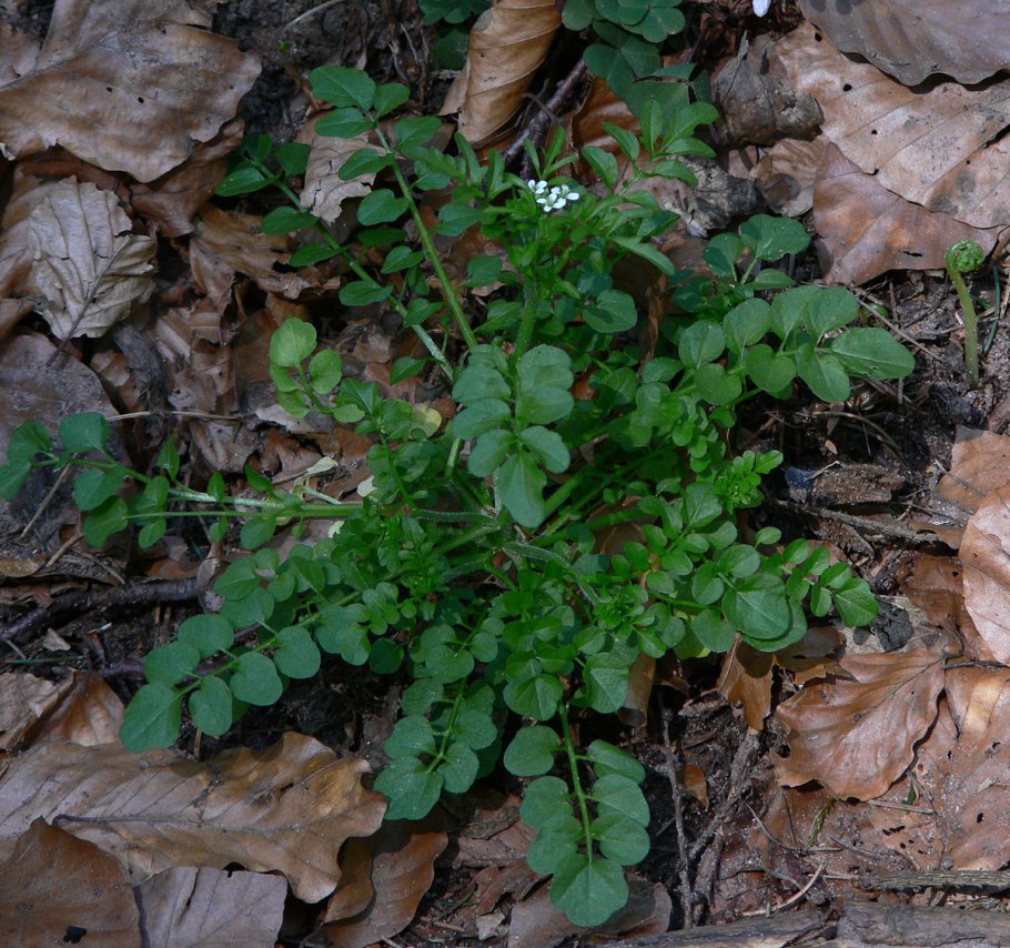 Cardamine flexuosa