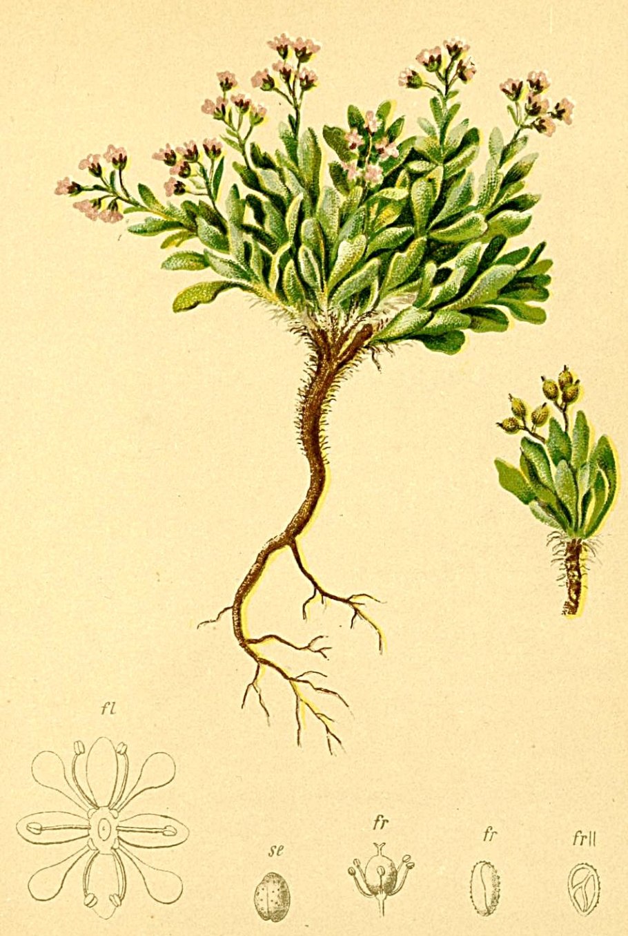 Валериана лекарственная (Кошачья трава)