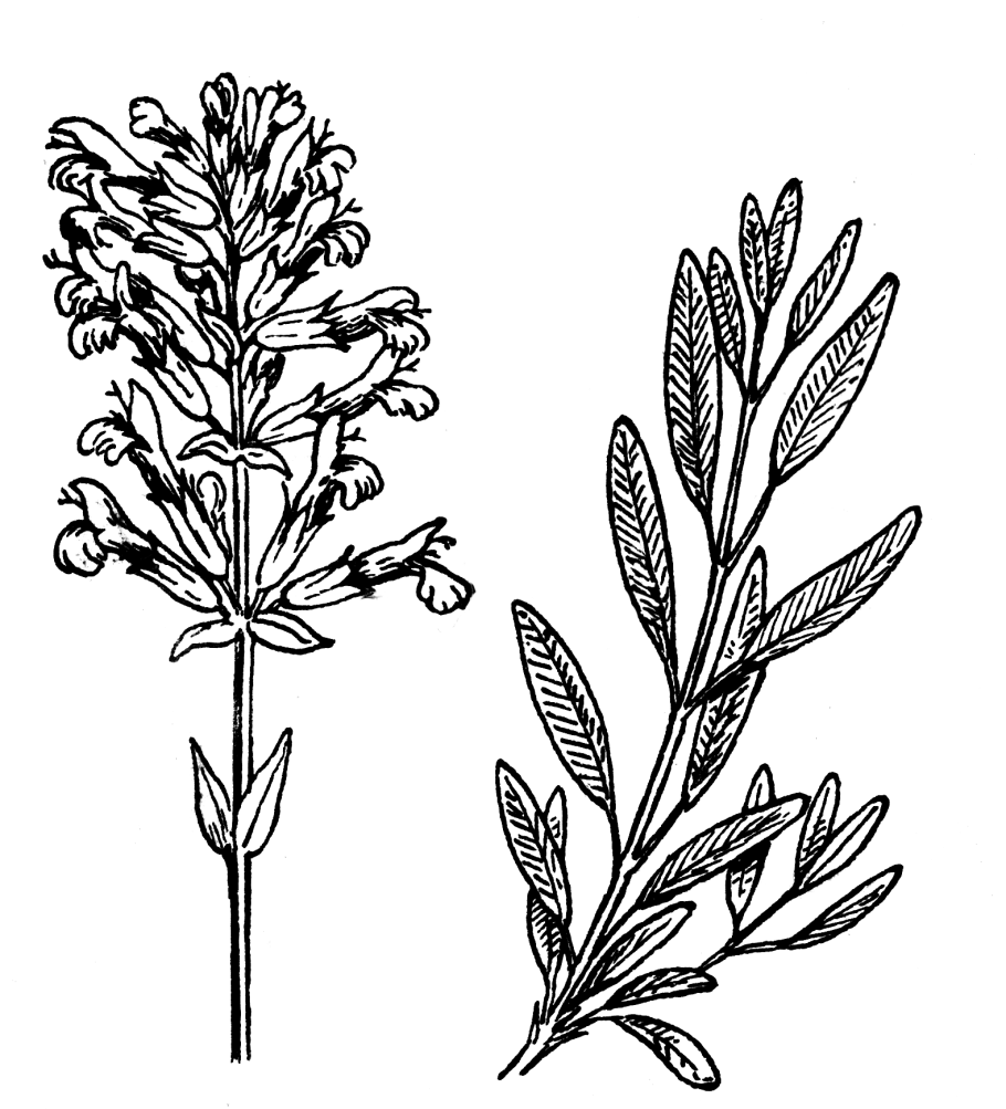 Ложечница Арктическая