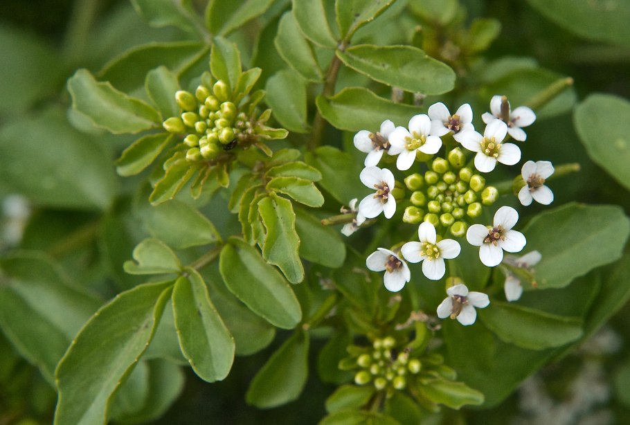 Крестоцветные ярутка