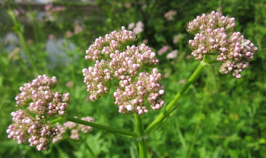 Валериана. (valeriana officinalis)