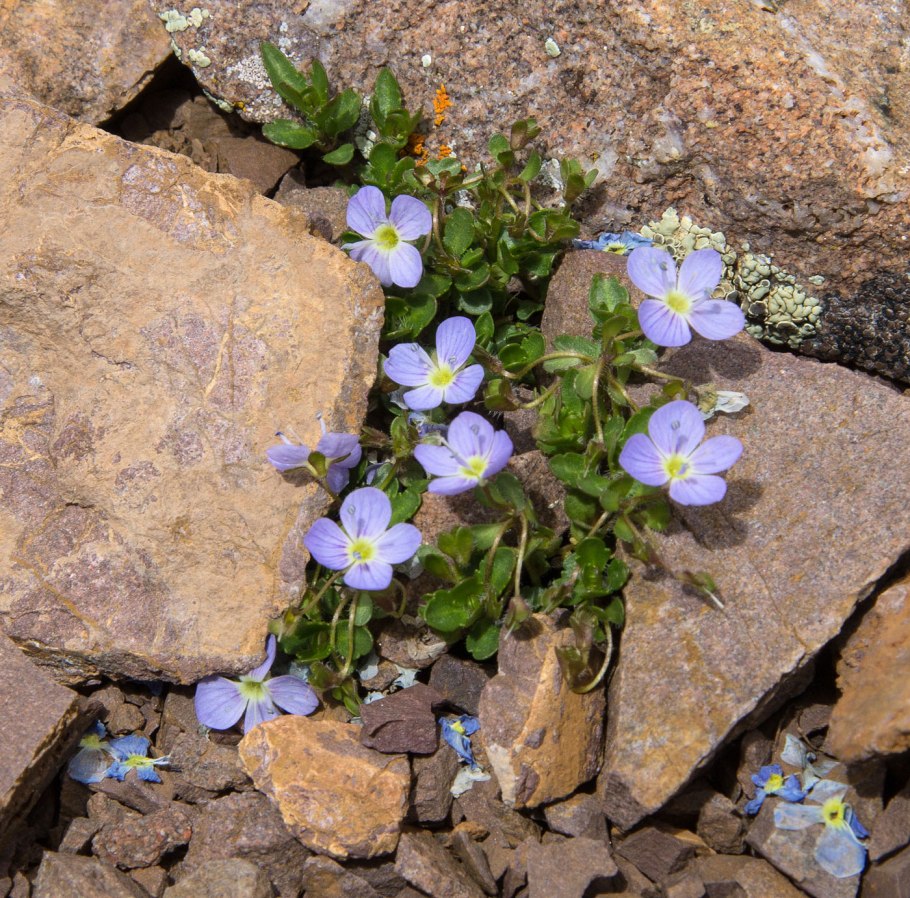 Veronica telephiifolia