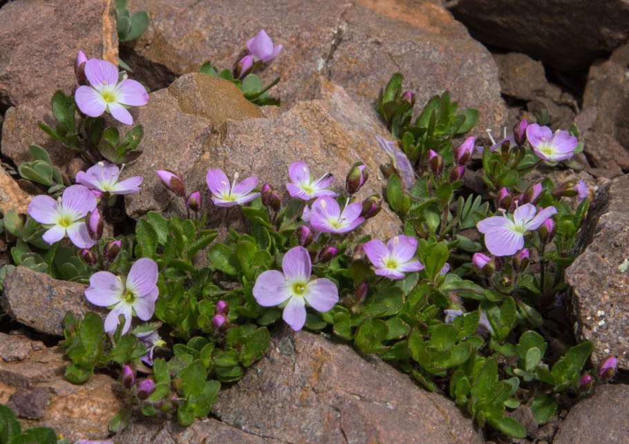 Вероника длиннолистная Шнееризин