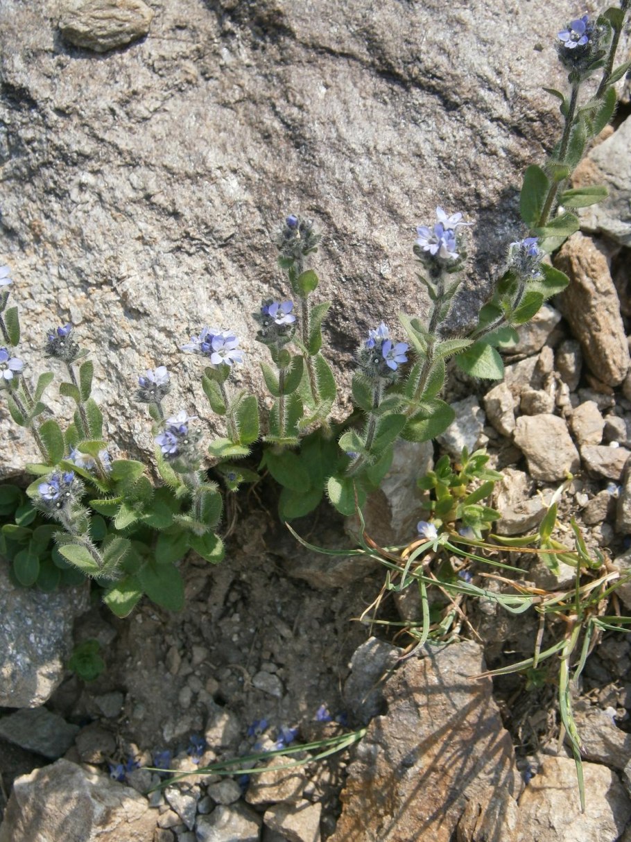 Вероника fruticans