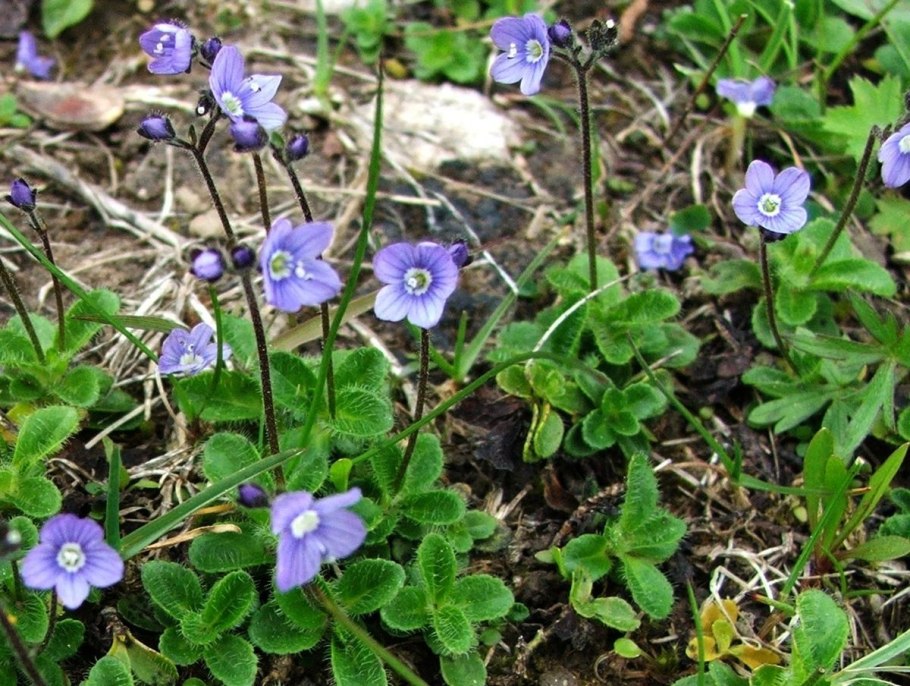 Вероника Нана Блаутеппич