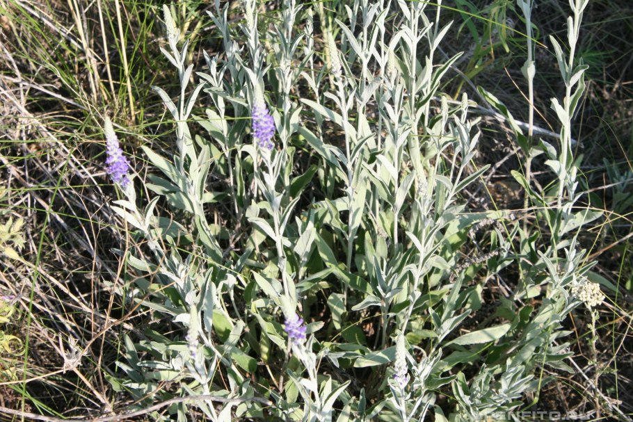 Вероника седая veronica incana