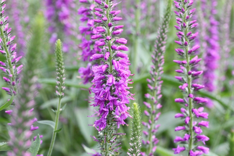 Вероника длиннолистная (veronica longifolia)