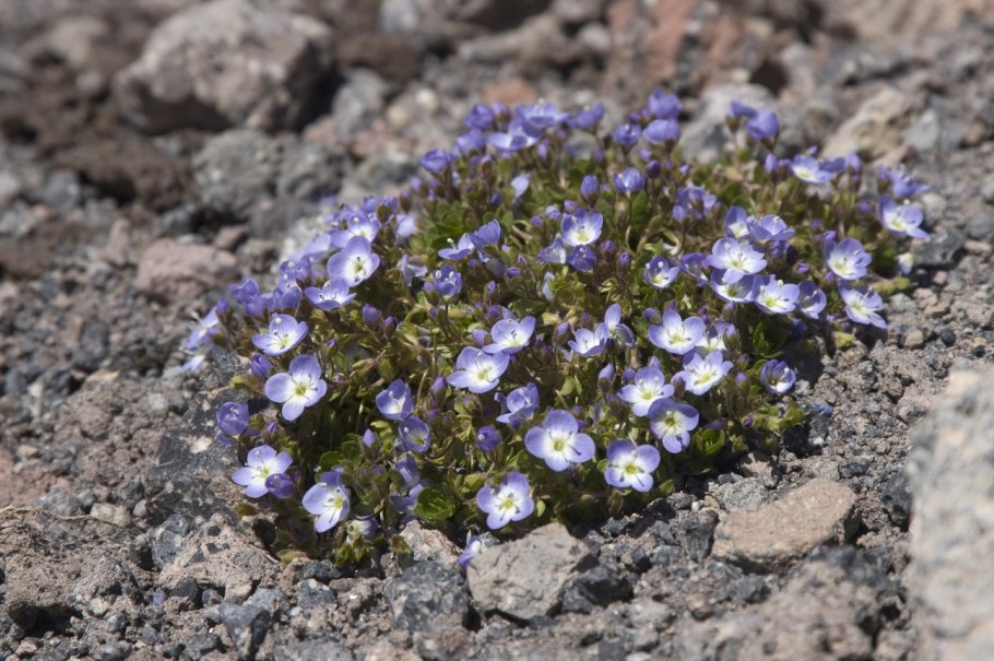 Вероника Горная Дубравная