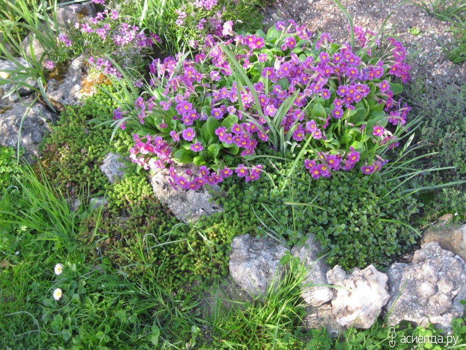 Примула садовая многолетняя