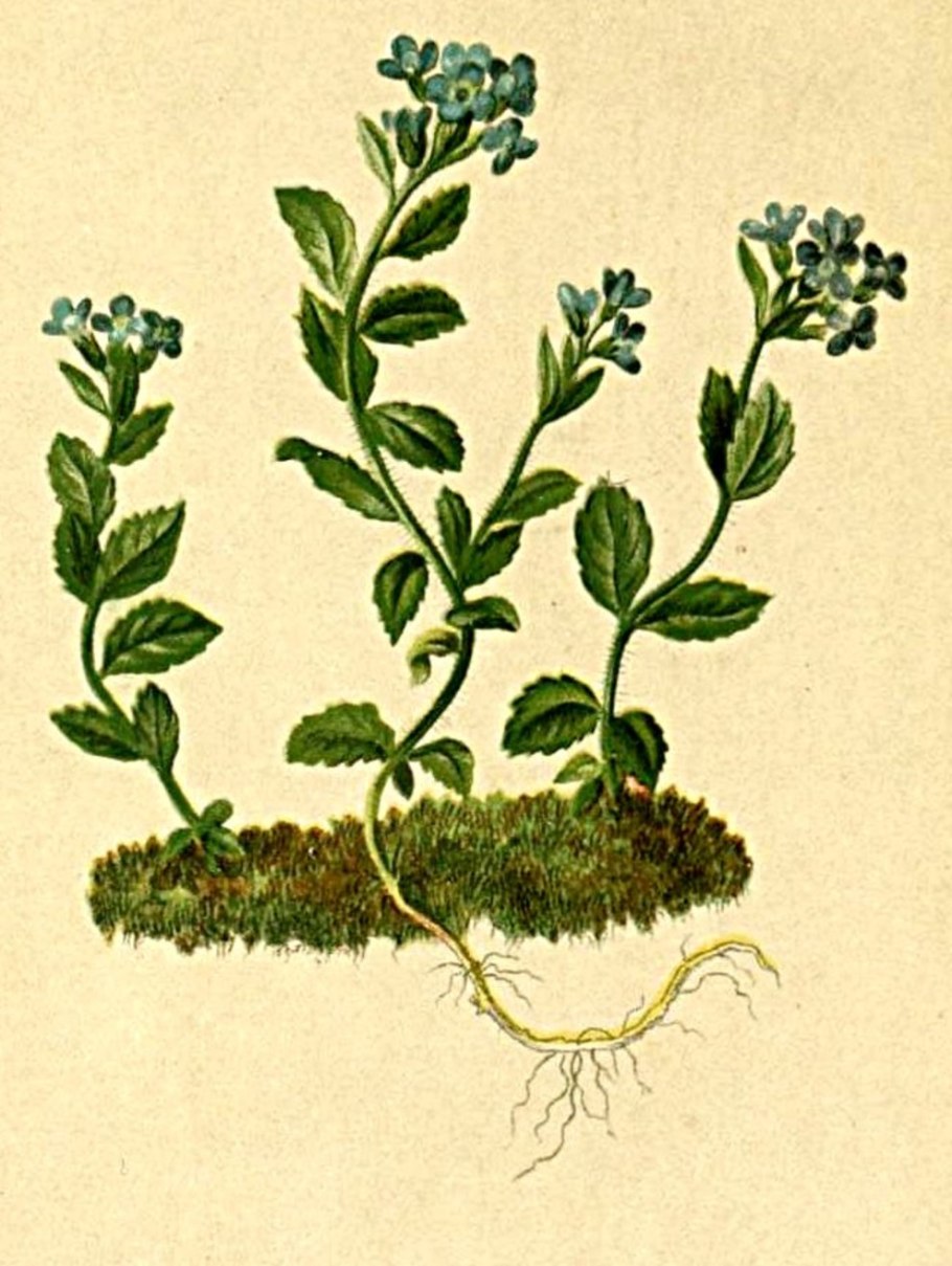 Вероника растение в ландшафтном дизайне