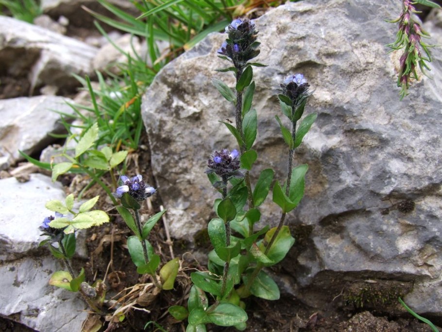 Вероника aphylla