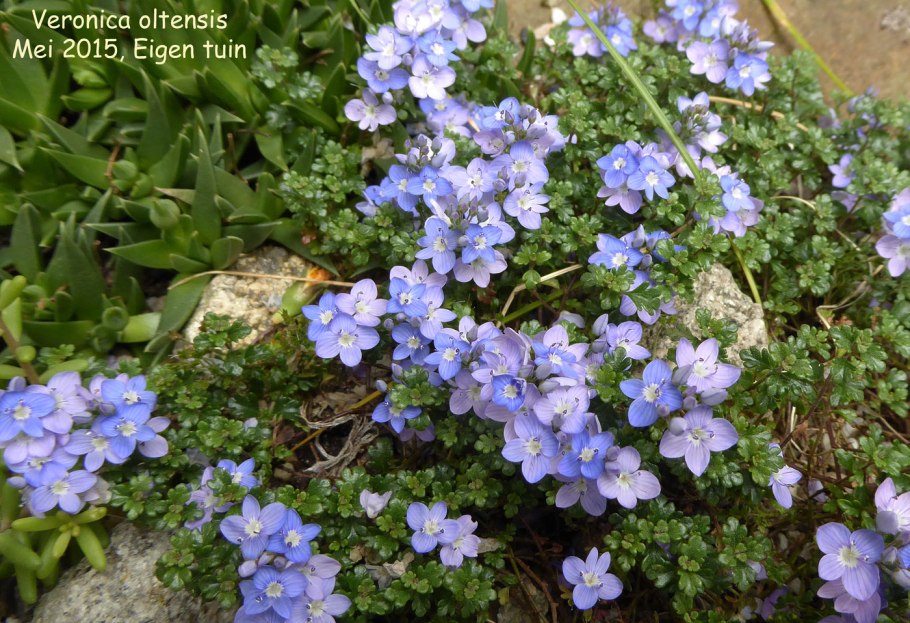 Veronica oltensis