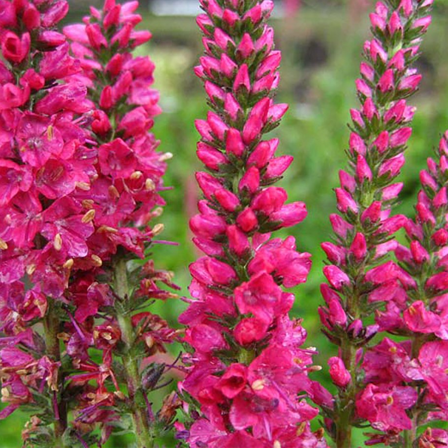 Veronica telephiifolia