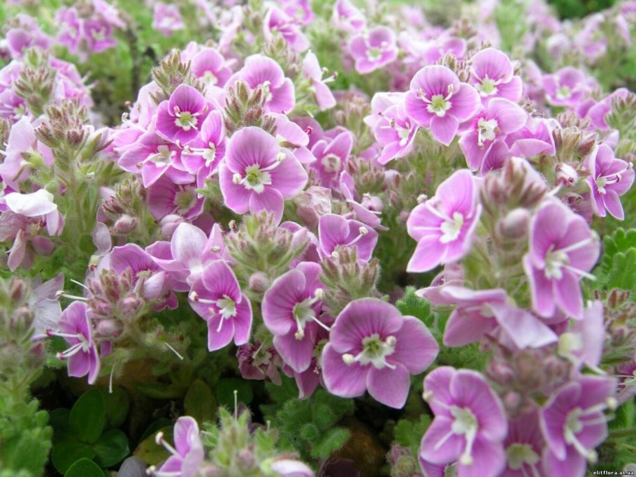 Вероника щитковая