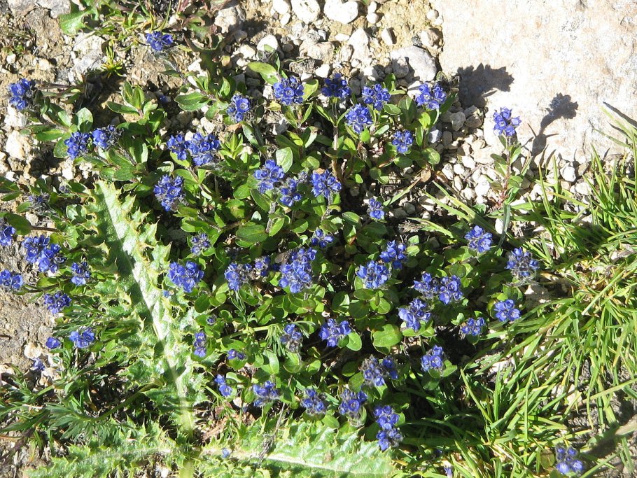 Veronica bellidioides