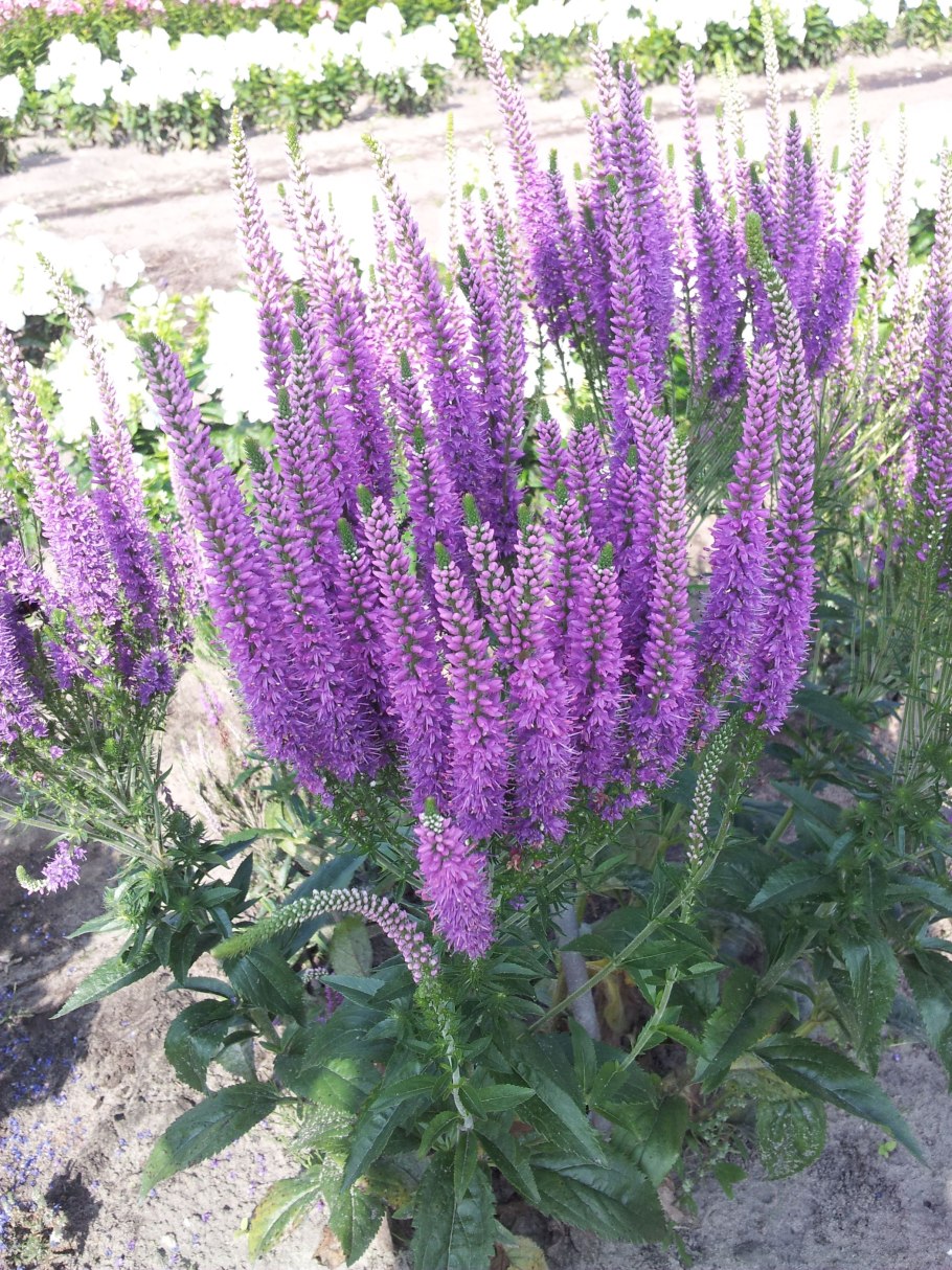 Вероника многолетник