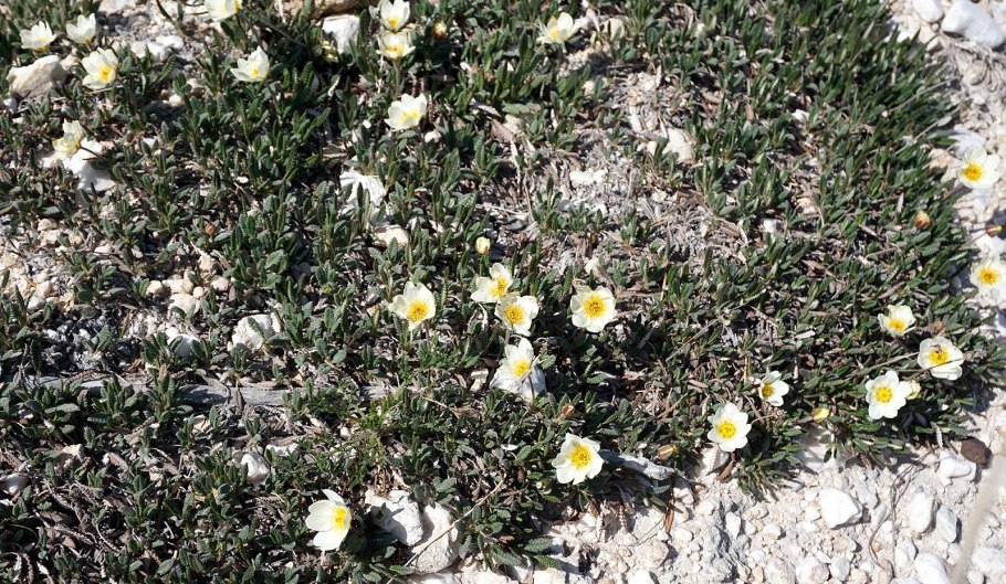 Вероника маргаритковая