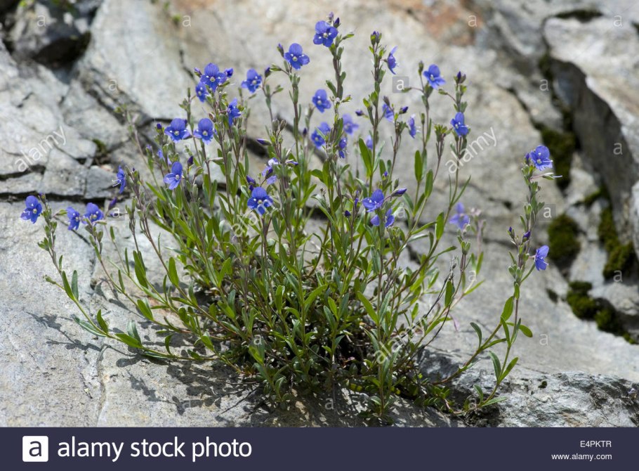 Вероника кустящаяся