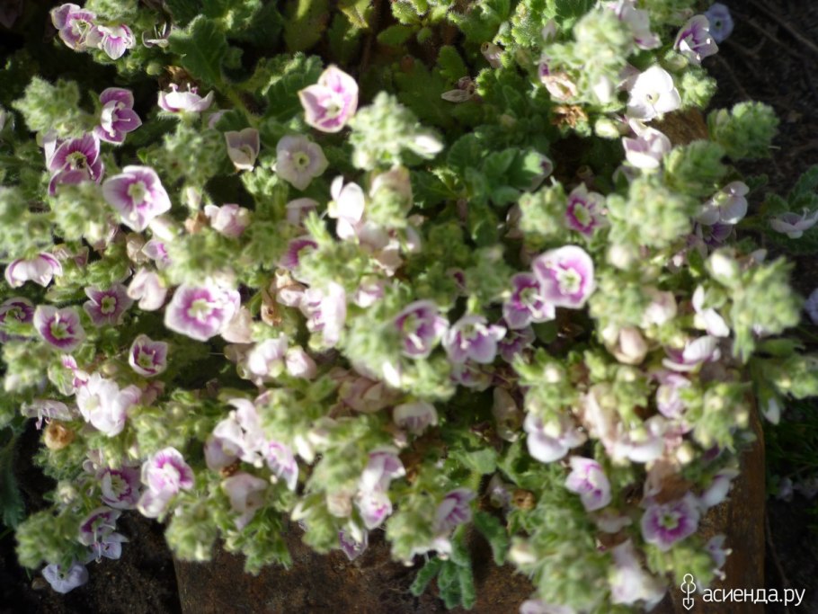 Вероника Седая