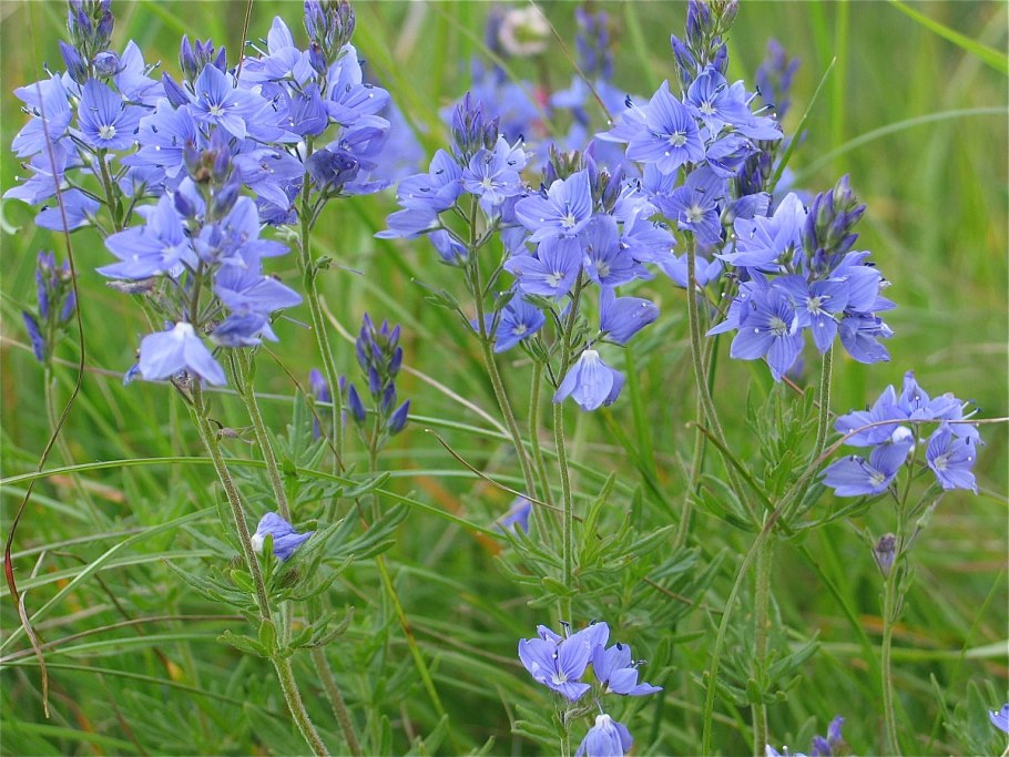 Вероника растение почвопокровное