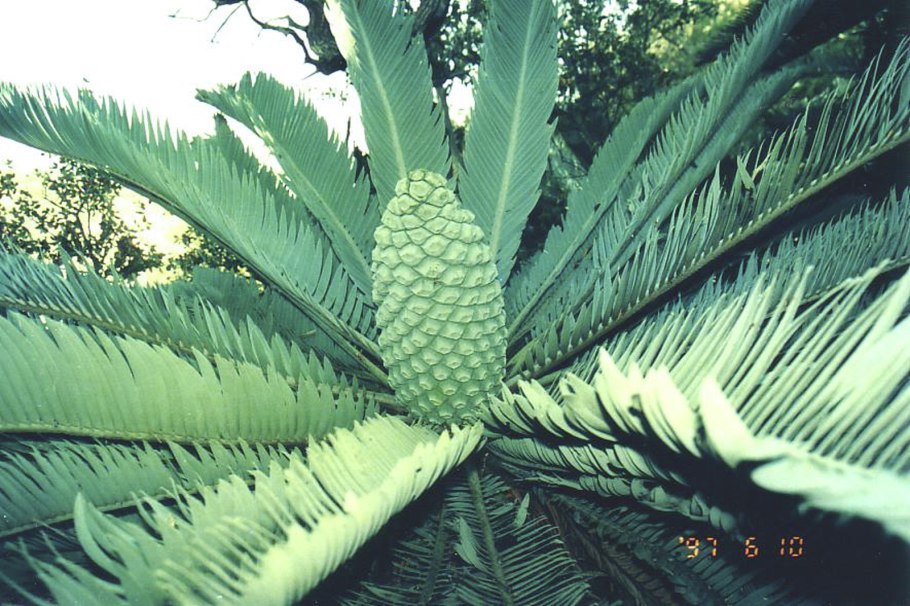 Вильямсония (89400)