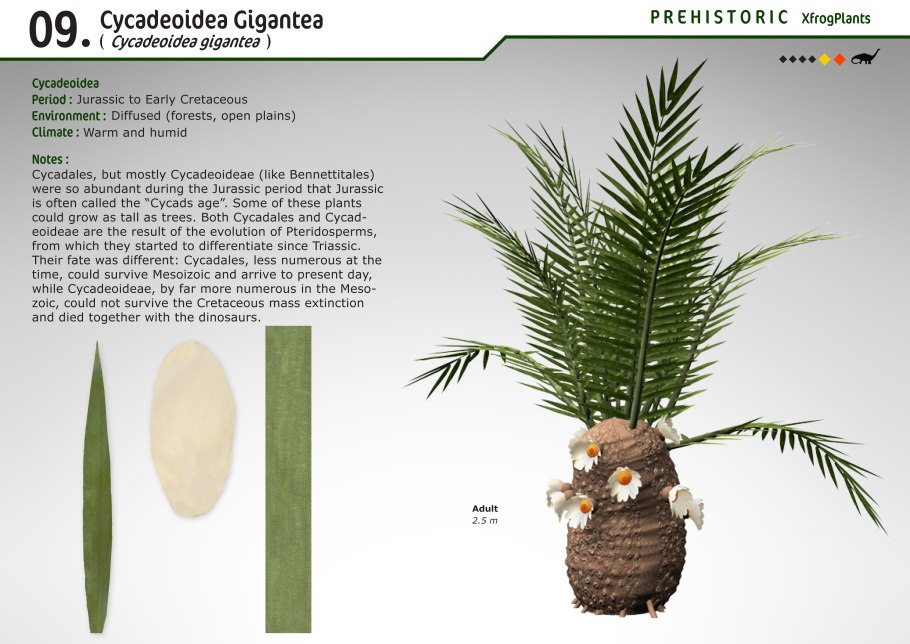 Цикас революта