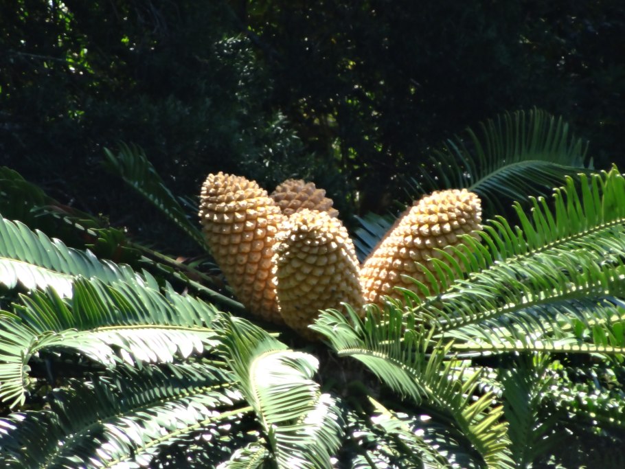 Саговник саговая пальма