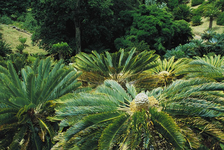 Саговники мезозой