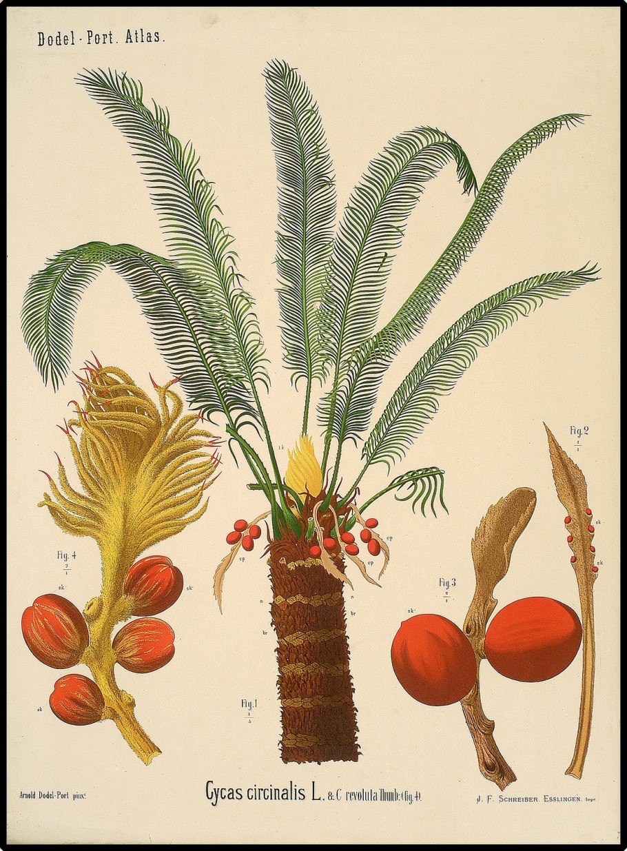 Cycas horridus