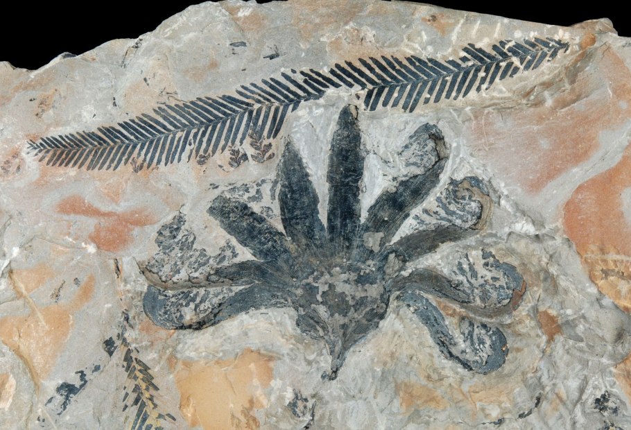 Саговники Триас