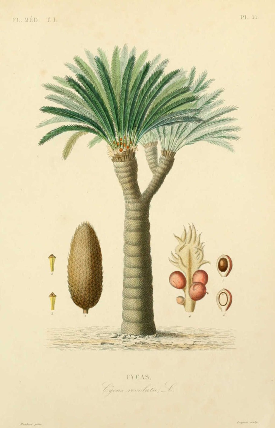 Саго из пальмы