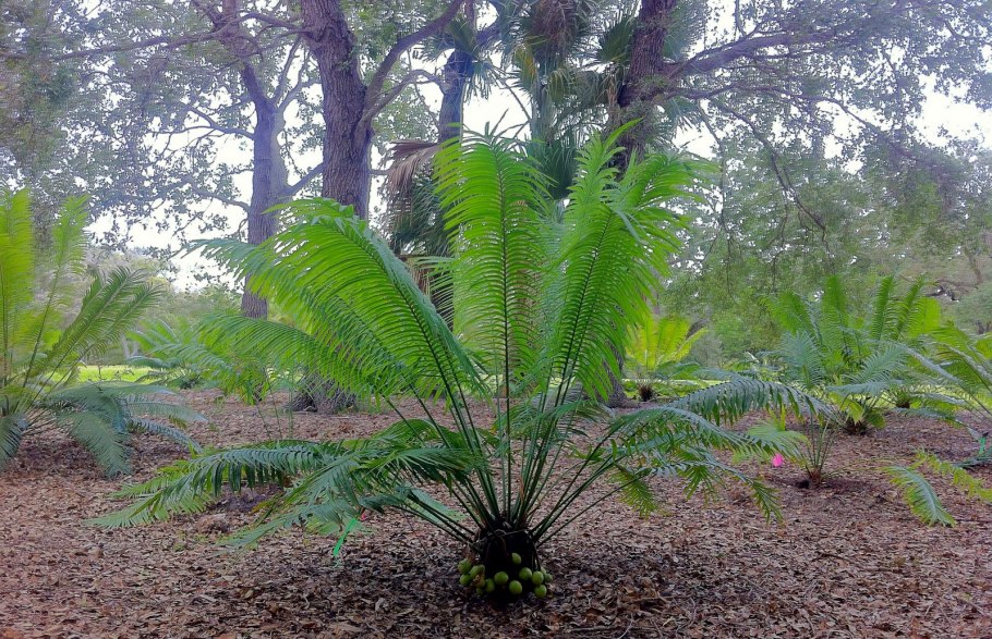 Беннеттиты Триасового периода