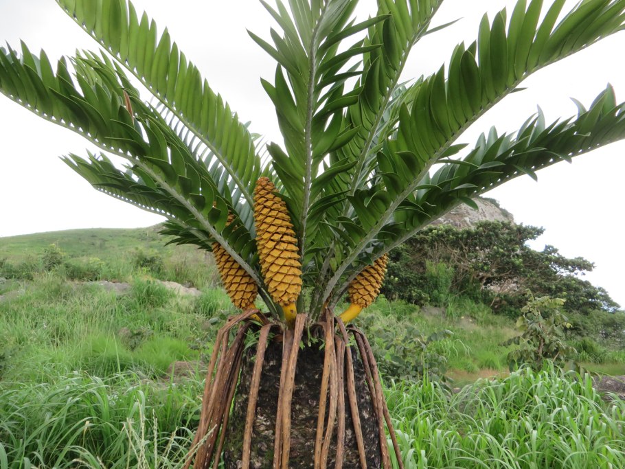 Растения беннеттиты фотография